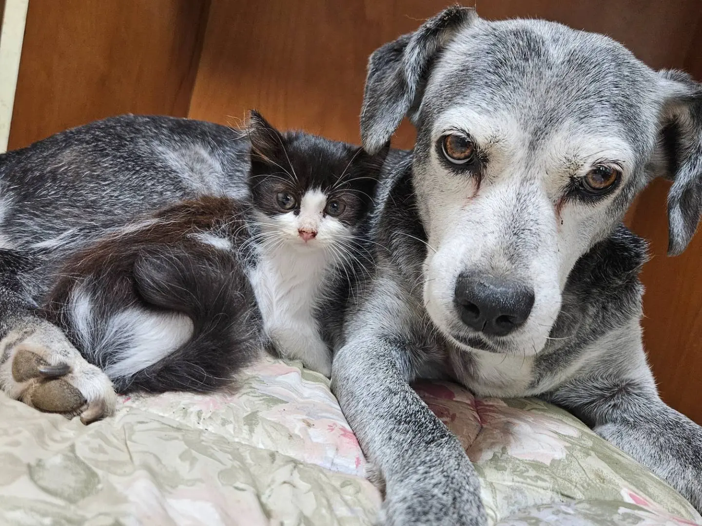 Adotta un gatto, femmina, 2 mesi, Roma