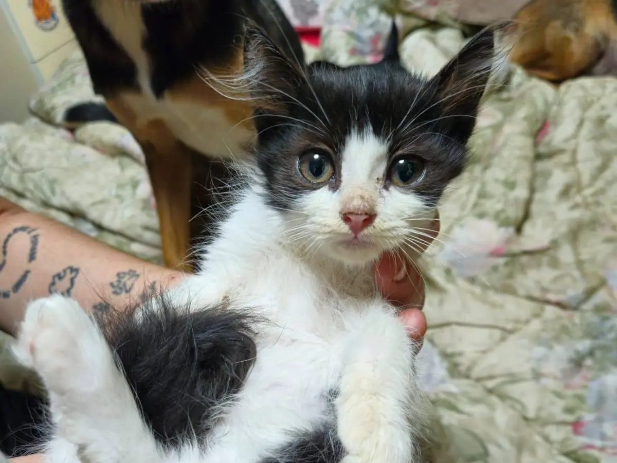 Adozione gatto, femmina, Razza sconosciuta Razza sconosciuta, 2 mesi, taglia non valida, Roma