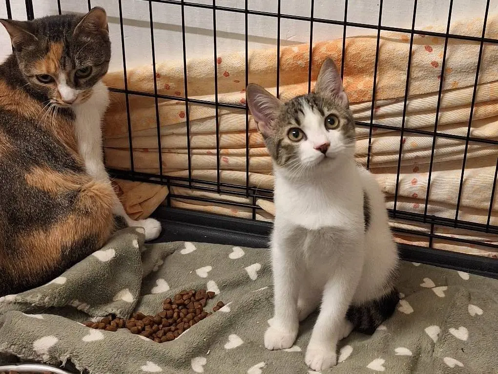 Adotta un gatto, femmina, 3 mesi, Genova
