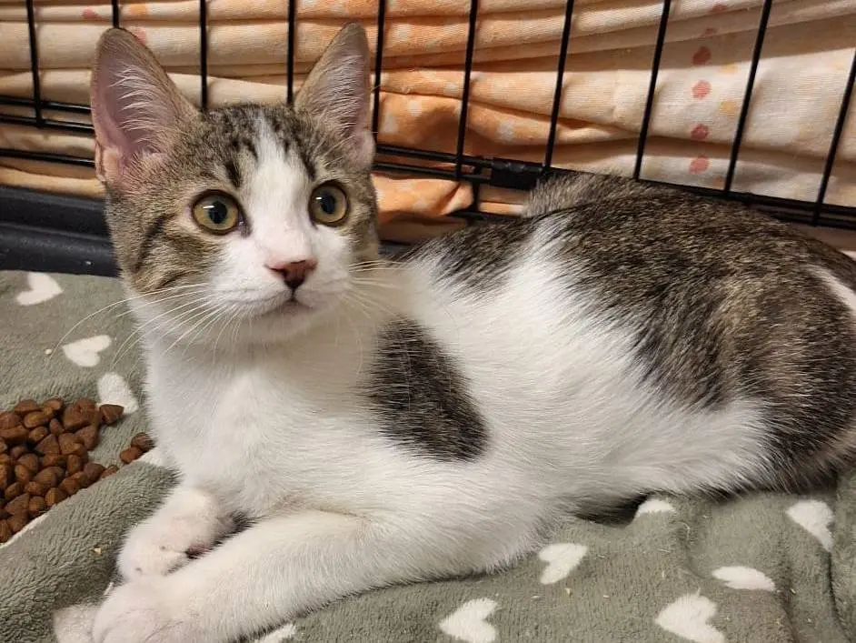 Adotta un gatto, taglia non valida, femmina, Genova