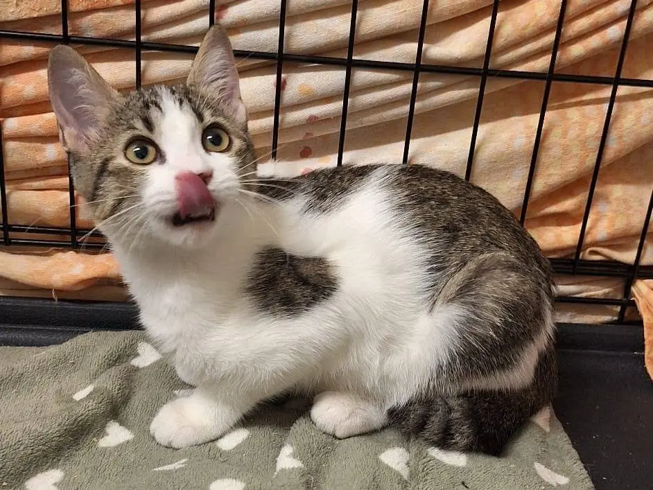 Adotta il gatto Georgie  a Genova
