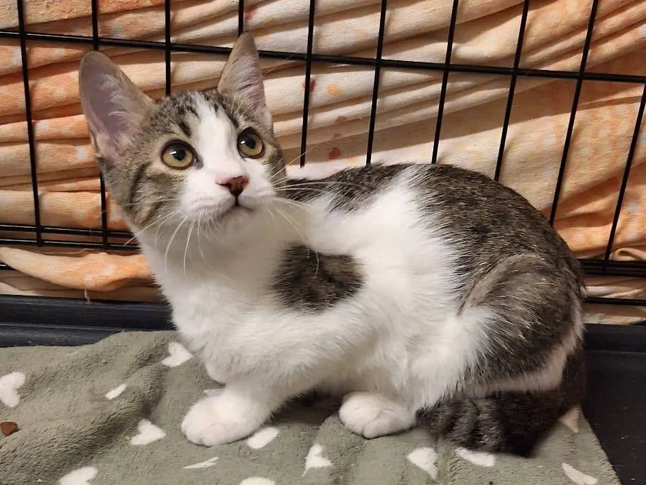 Vuoi adottare un gatto a Genova?