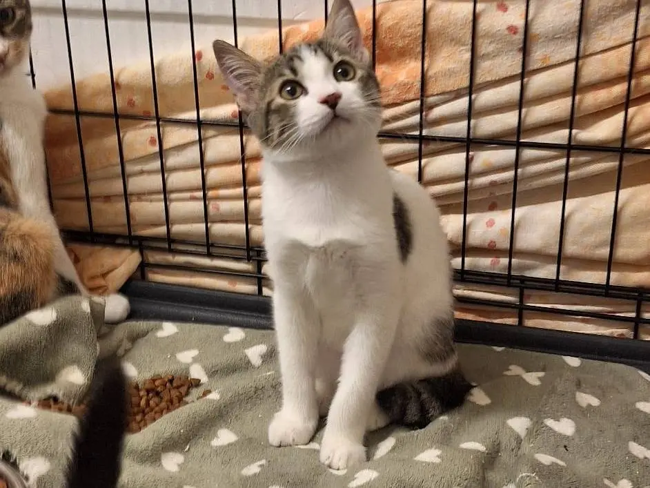 Adozione gatto, femmina, Razza sconosciuta Razza sconosciuta, 3 mesi, taglia non valida, Genova