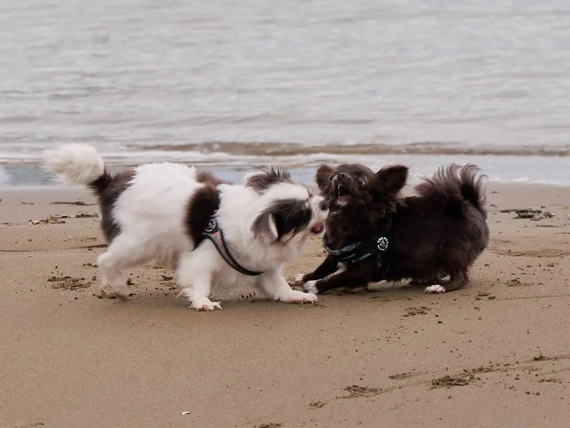 Adotta il cane Uramaki e Karim a Pordenone