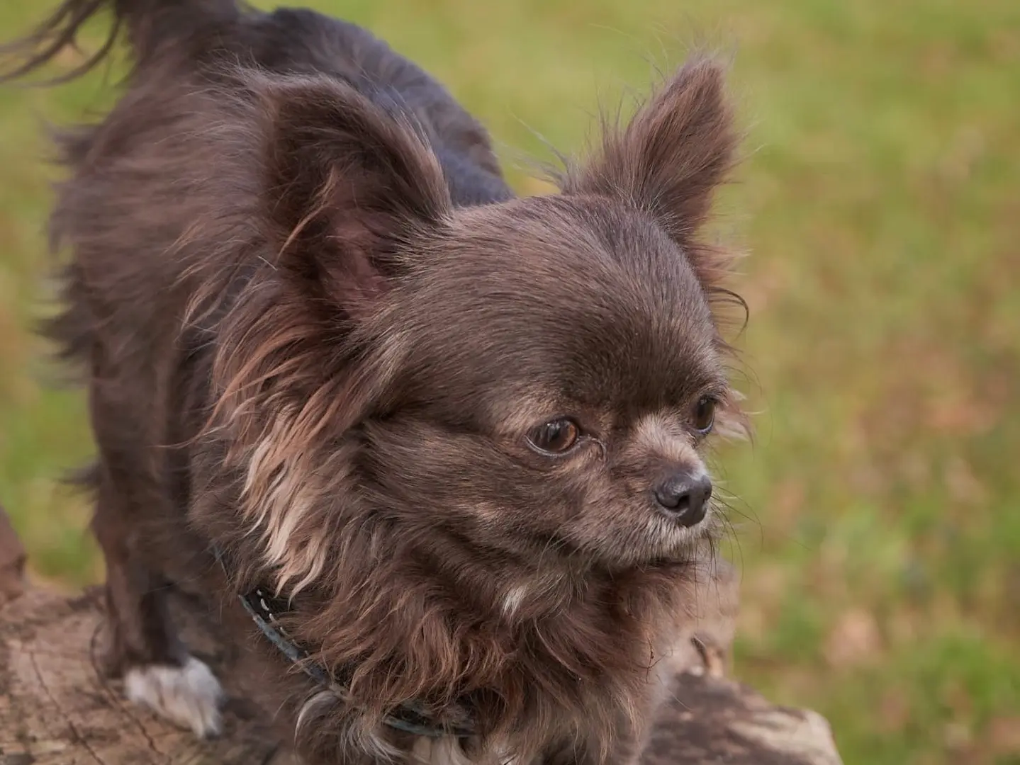 Vuoi adottare un cane a Pordenone?