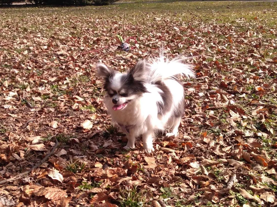 Adotta un cane, taglia piccola, femmina, Pordenone