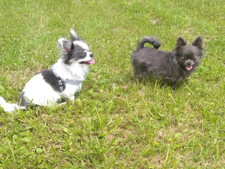 Adozione cane, femmina, Chihuahua Razza sconosciuta, 4 anni e 3 mesi, taglia piccola, Pordenone