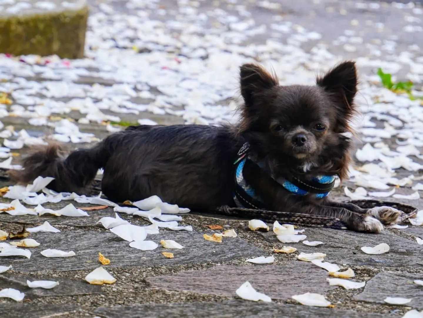 Adotta un cane, femmina, 4 anni e 3 mesi, Pordenone
