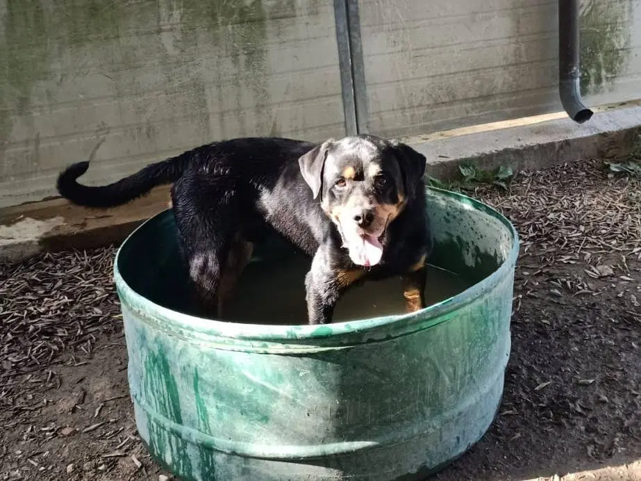Adozione cane, maschio, Rottweiler Razza sconosciuta, 8 anni e 1 mese, taglia media, Pisa