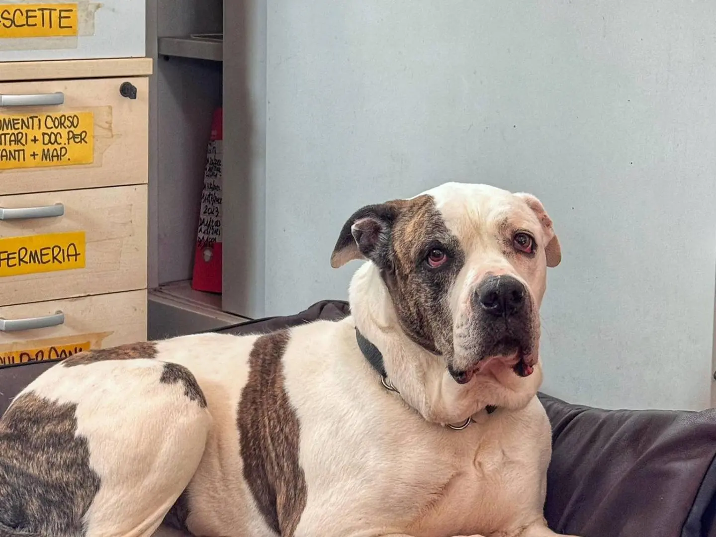 Adozione cane, femmina, Razza sconosciuta Razza sconosciuta, 9 anni, taglia grande, Genova