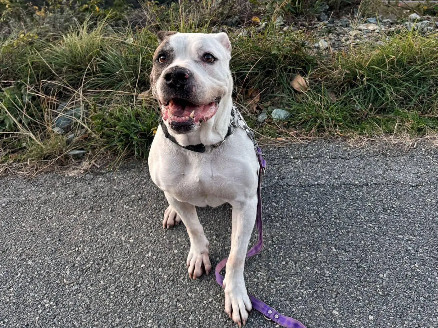 Adotta un cane, femmina, 9 anni, Genova