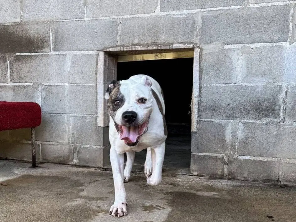 Adotta un cane, taglia grande, femmina, Genova