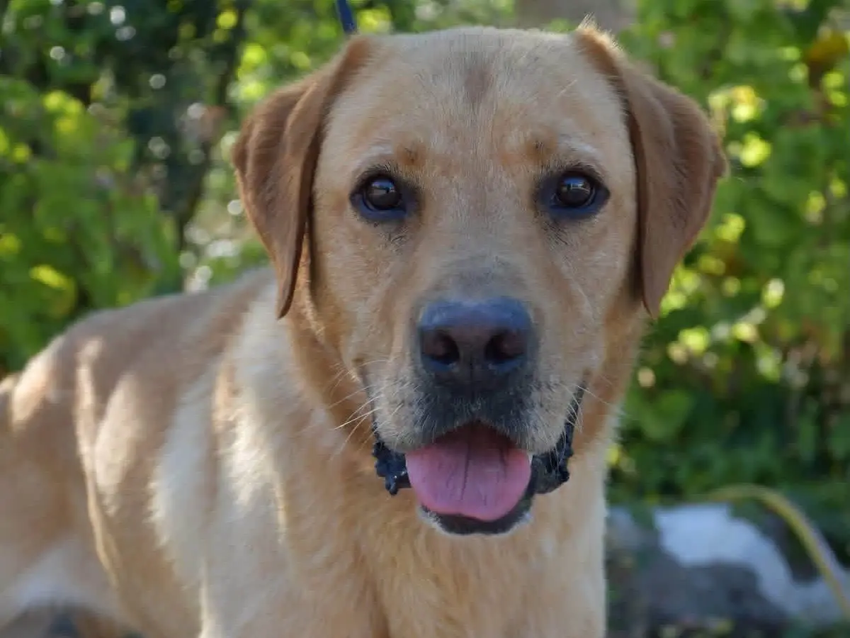 Adotta un cane, taglia gigante, maschio, Brindisi