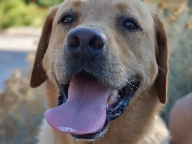 Adozione cane, maschio, Labrador Retriever Razza sconosciuta, 5 anni e 9 mesi, taglia gigante, Brindisi