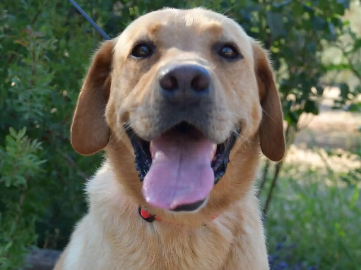 Adotta un cane, maschio, 5 anni e 9 mesi, Brindisi