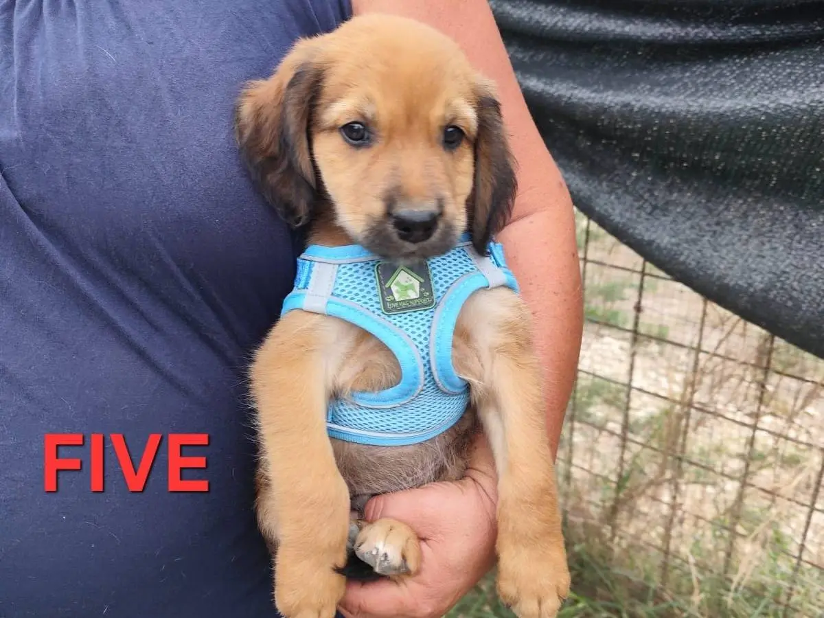 Adozione cane, maschio, Razza sconosciuta Razza sconosciuta, 2 mesi, taglia media, Arezzo