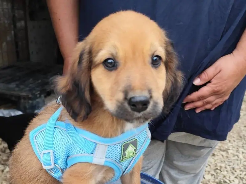Adotta un cane, maschio, 2 mesi, Arezzo