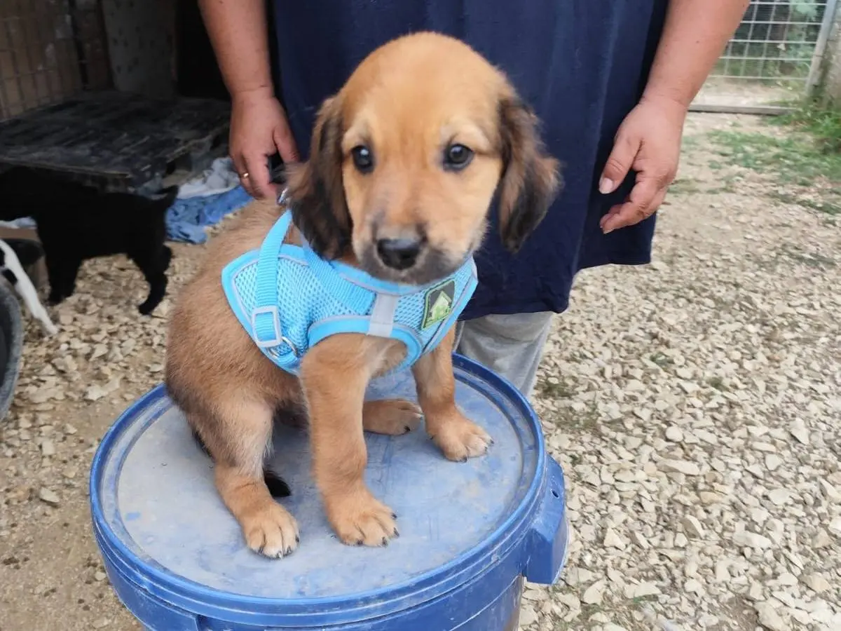 Adotta un cane, taglia media, maschio, Arezzo