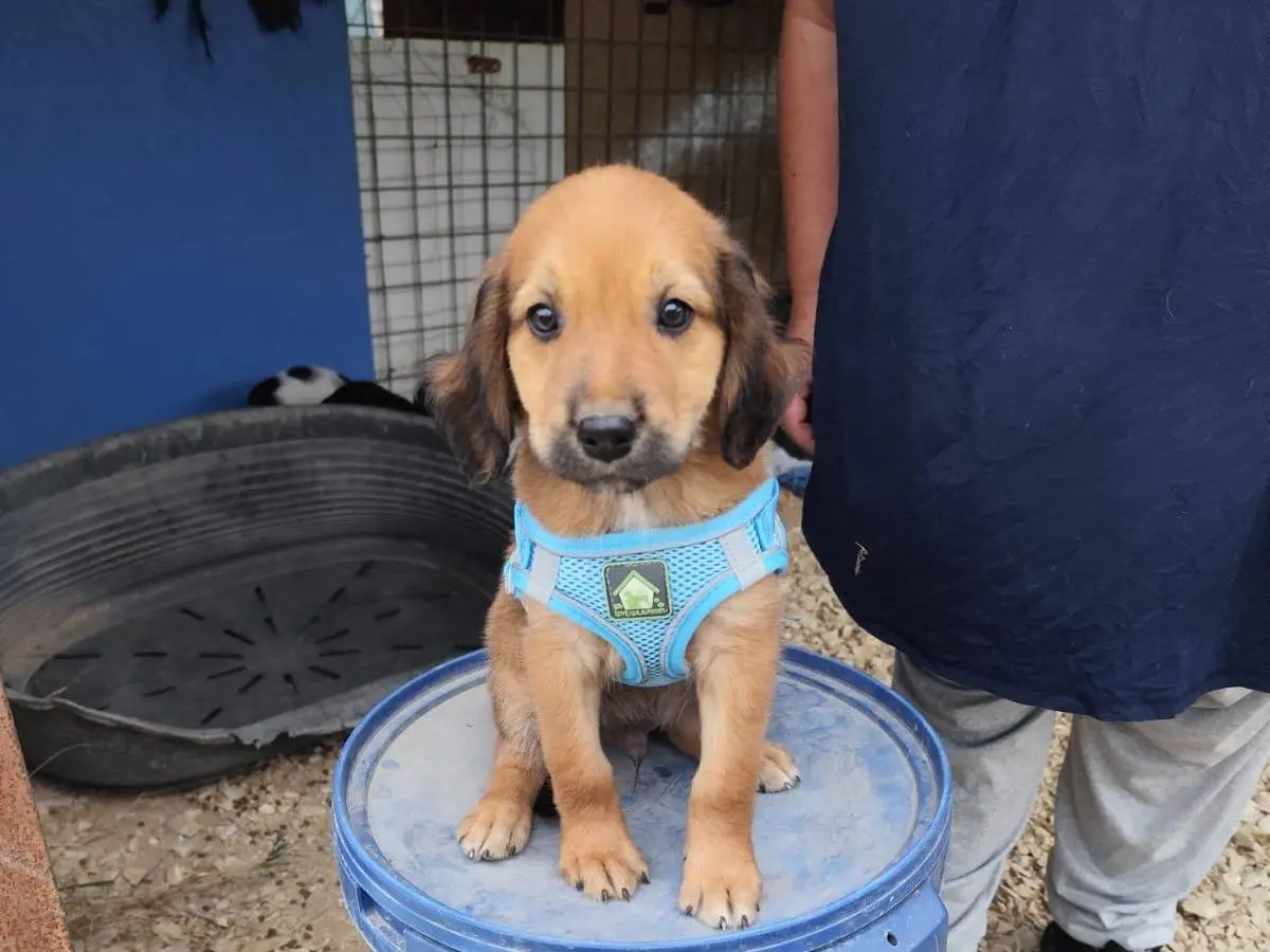 Adotta il cane FIVE a Arezzo