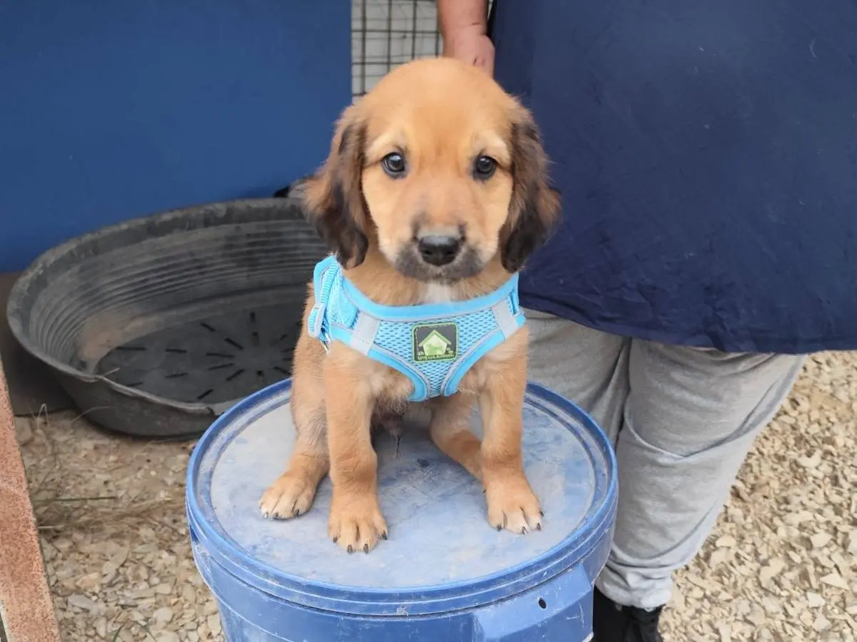 Vuoi adottare un cane a Arezzo?