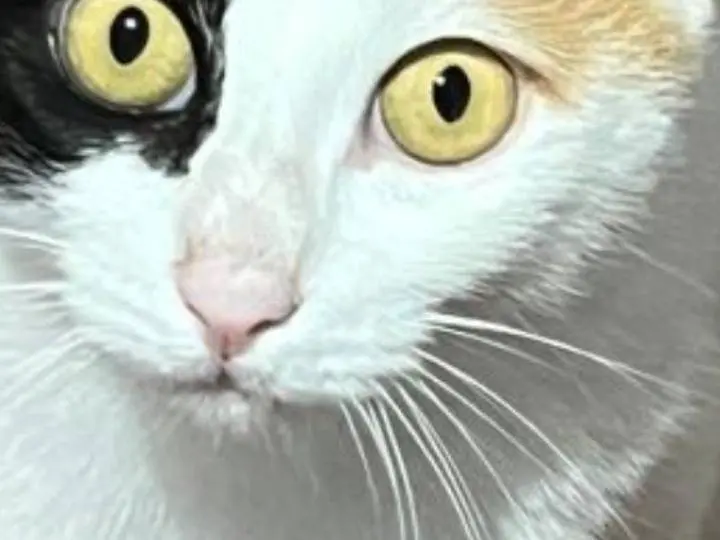 Adotta un gatto, taglia non valida, femmina, Pisa