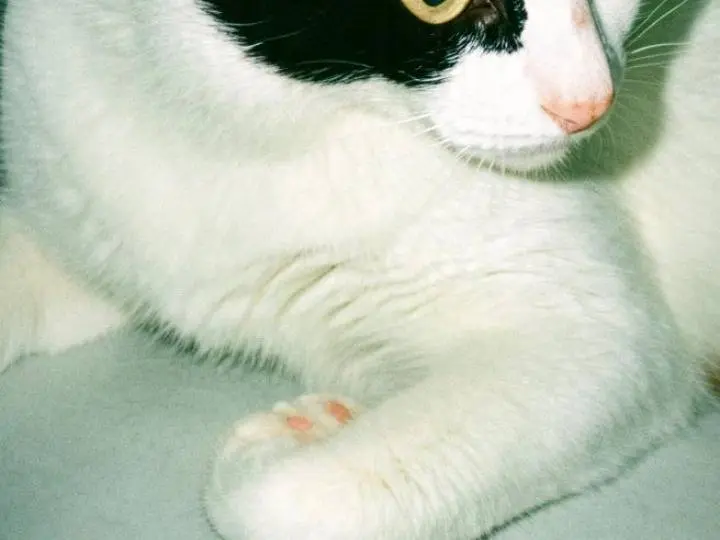 Adotta un gatto, femmina, 11 mesi, Pisa