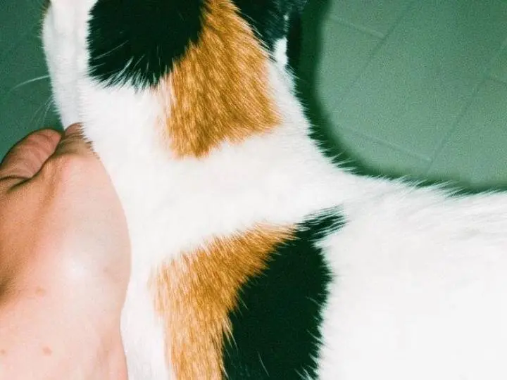 Vuoi adottare un gatto a Pisa?