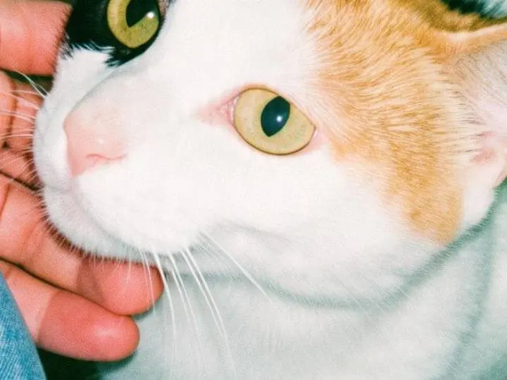 Adozione gatto, femmina, Razza sconosciuta Razza sconosciuta, 11 mesi, taglia non valida, Pisa