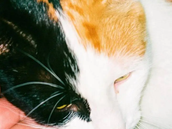 Adotta il gatto GIOIA a Pisa