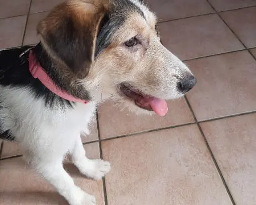 Adotta un cane, femmina, 3 anni e 10 mesi, Caserta