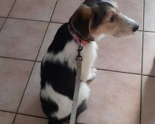 Vuoi adottare un cane a Caserta?