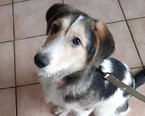 Adozione cane, femmina, Segugio Spinone, 3 anni e 10 mesi, taglia media, Caserta
