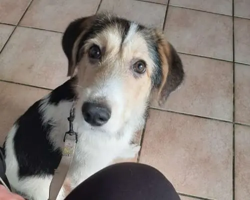Adotta un cane, taglia media, femmina, Caserta