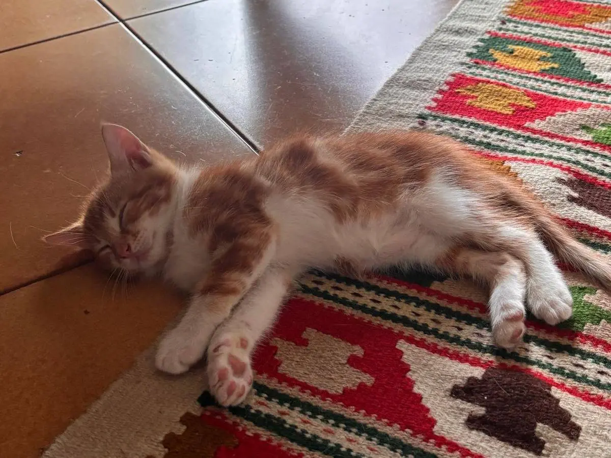 Adotta un gatto, maschio, 3 mesi, Napoli