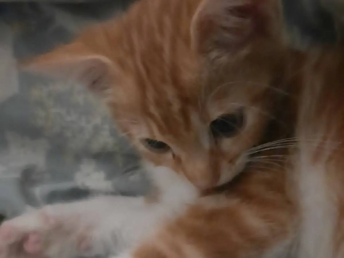 Adotta un gatto, taglia non valida, maschio, Napoli