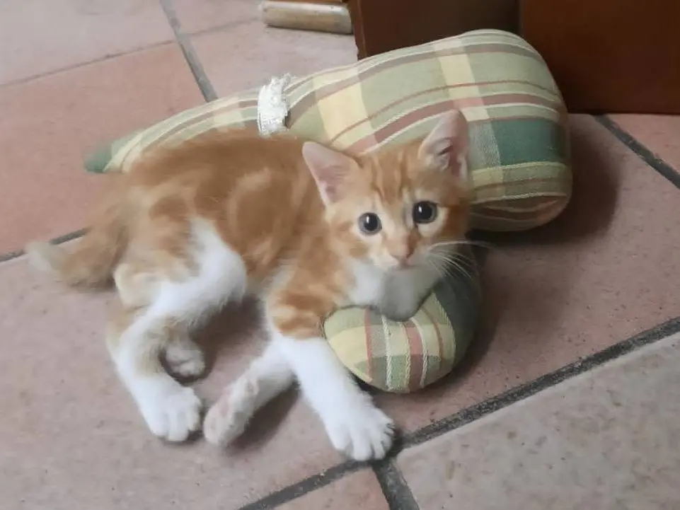 Adozione gatto, maschio, Razza sconosciuta Razza sconosciuta, 3 mesi, taglia non valida, Napoli