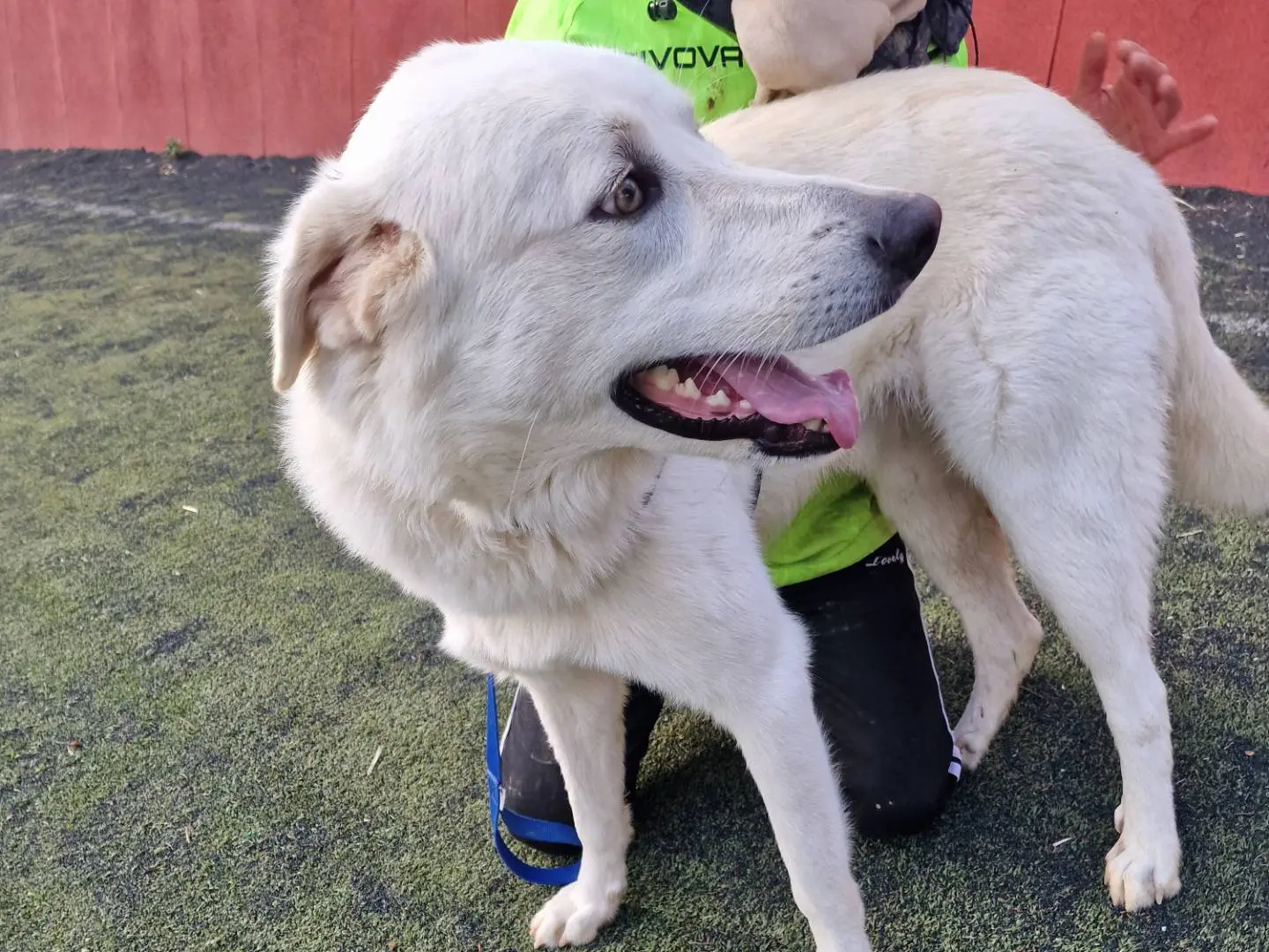 Adotta il cane MARCUS a Palermo