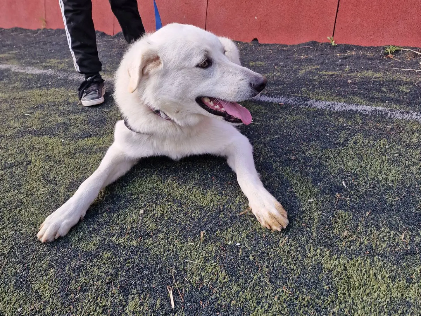 Vuoi adottare un cane a Palermo?