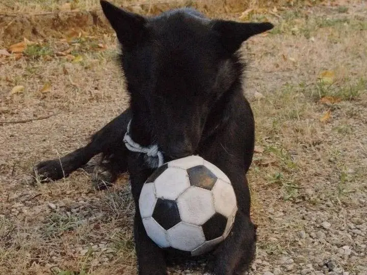 Vuoi adottare un cane a Viterbo?