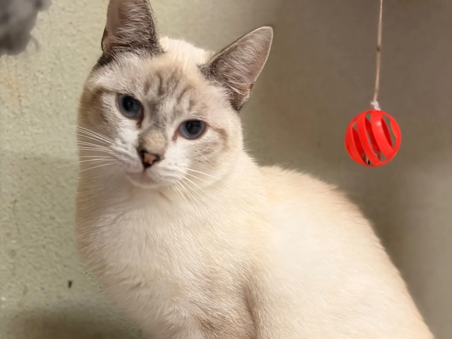 Adotta un gatto, taglia non valida, maschio, Asti