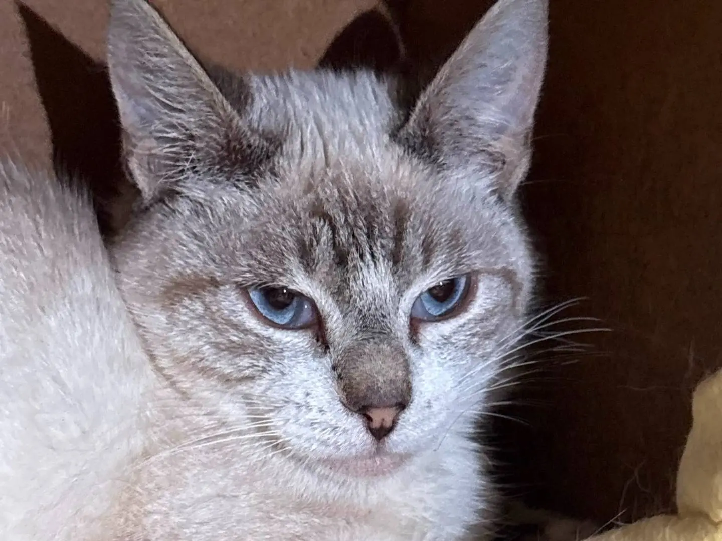 Adotta un gatto, maschio, 10 mesi, Asti