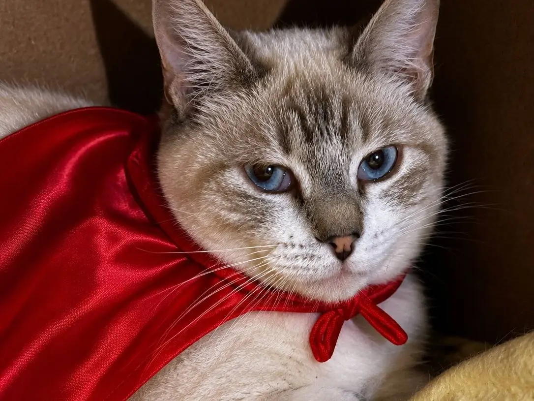 Adozione gatto, maschio, Razza sconosciuta Razza sconosciuta, 10 mesi, taglia non valida, Asti