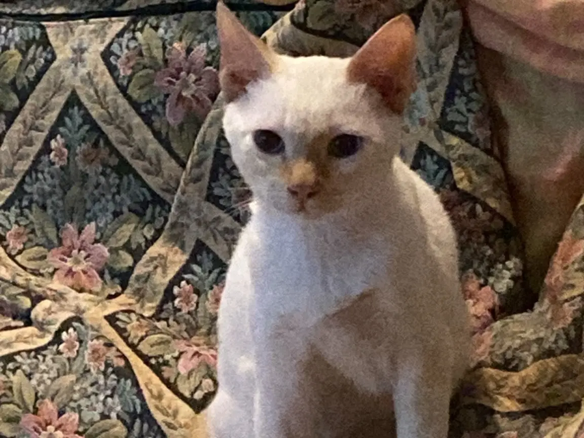 Adotta un gatto, maschio, 5 mesi, Crotone