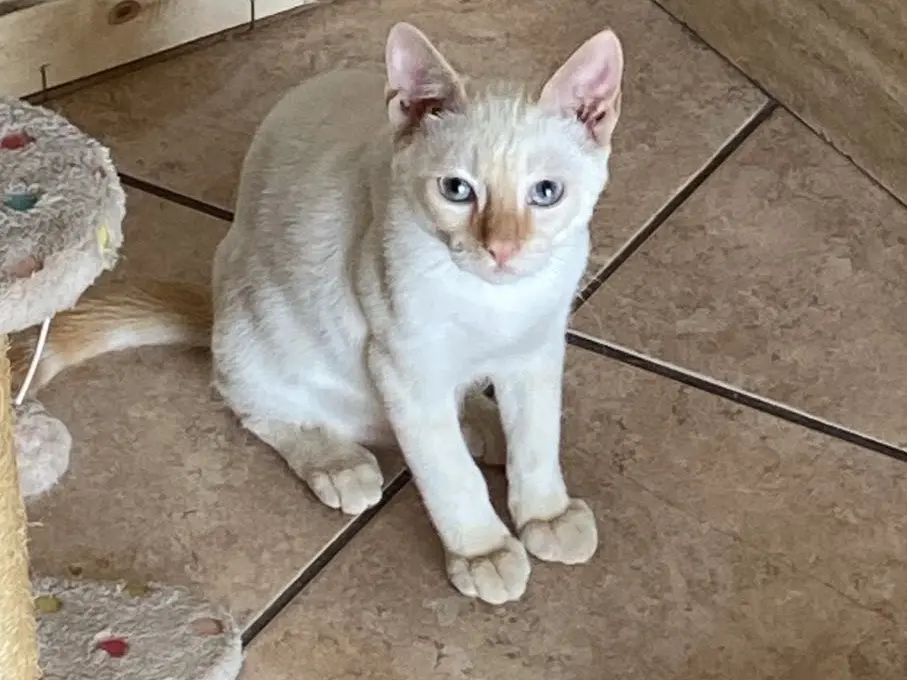 Adozione gatto, maschio, Razza sconosciuta Razza sconosciuta, 5 mesi, taglia non valida, Crotone