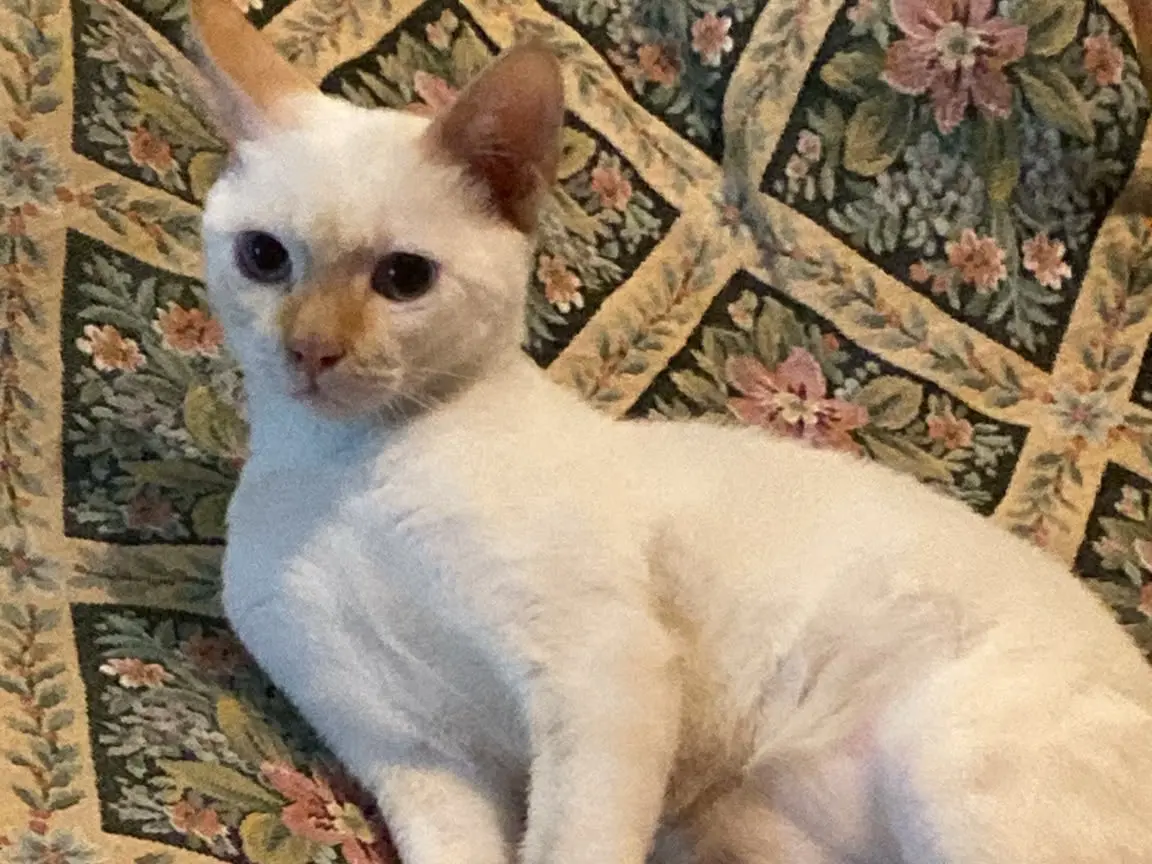 Adotta un gatto, taglia non valida, maschio, Crotone