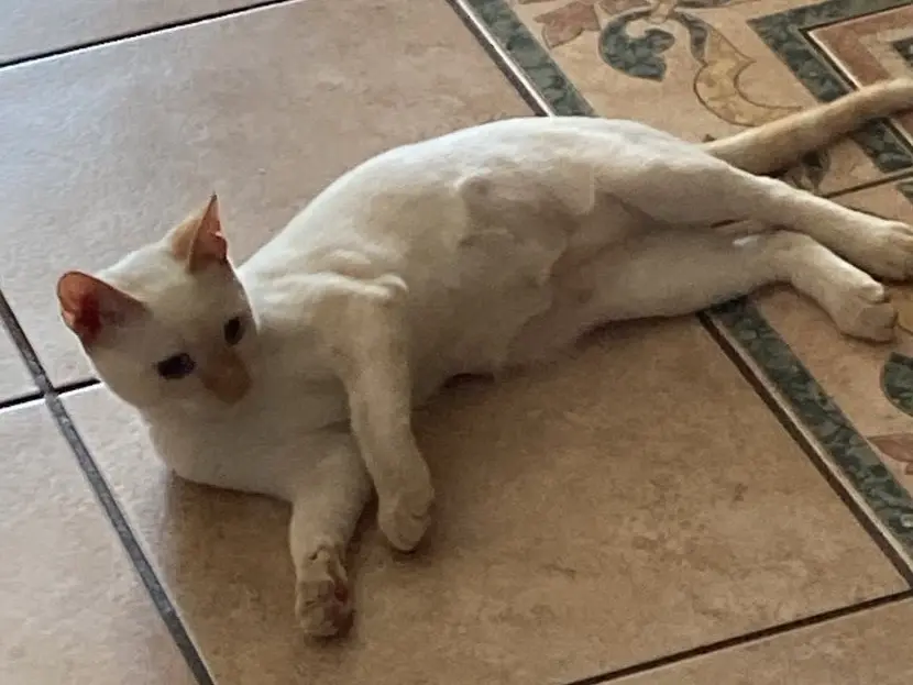 Adotta il gatto EROS a Crotone