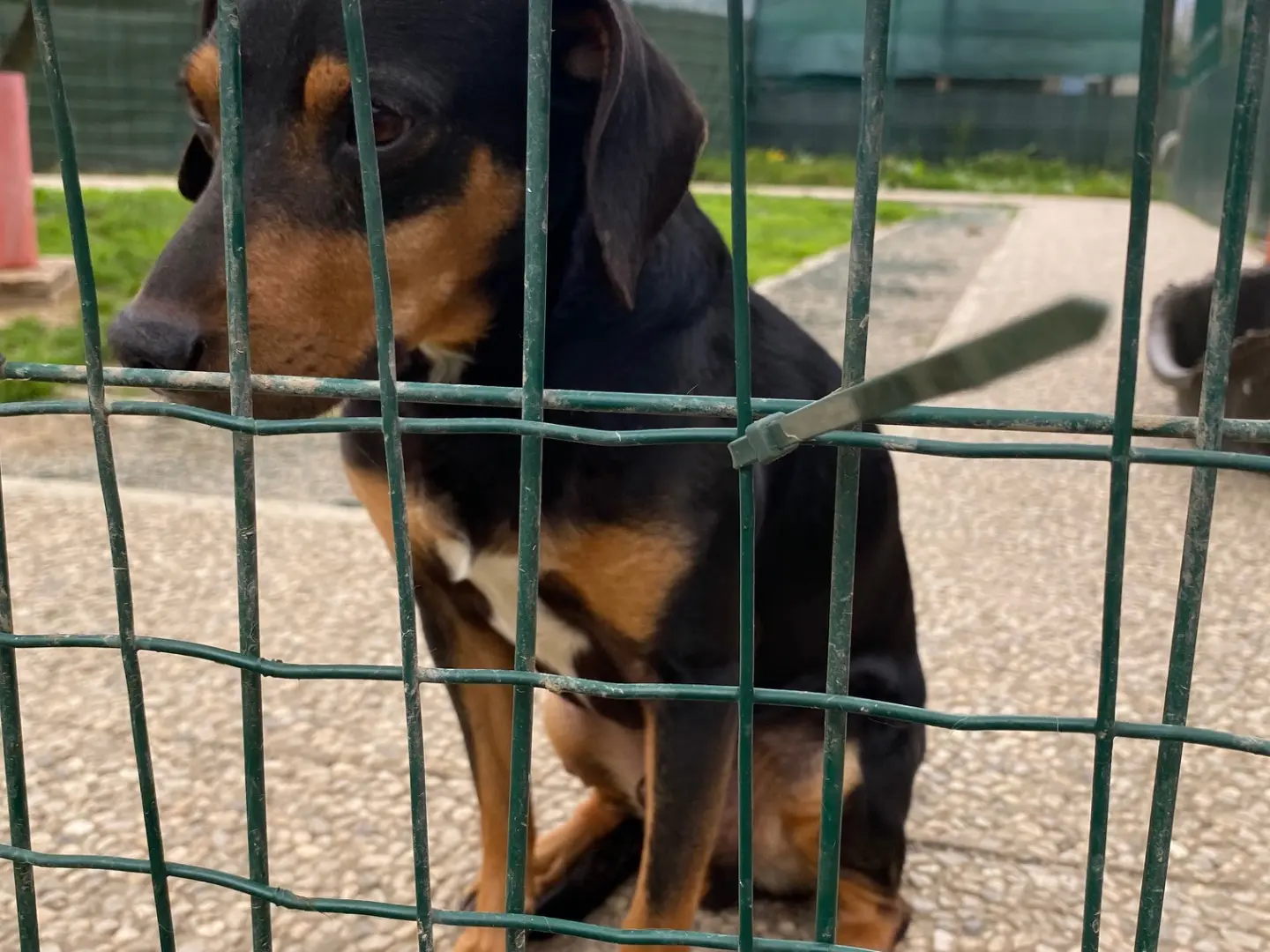 Vuoi adottare un cane a Lecco?