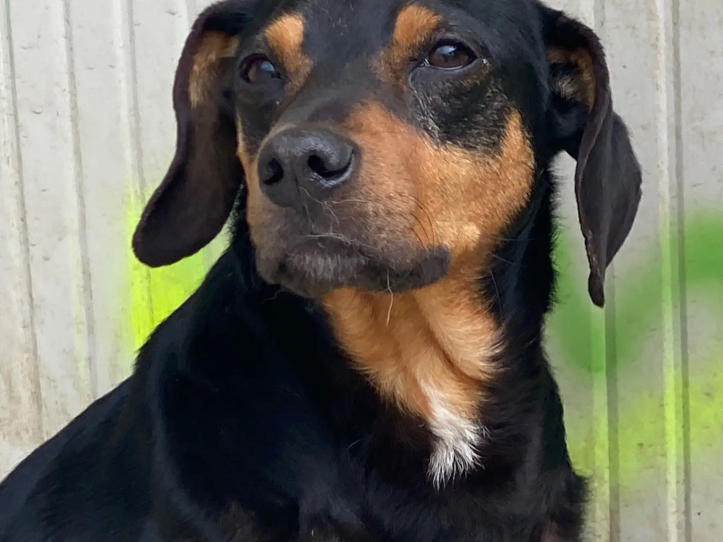 Adozione cane, maschio, Pinscher Razza sconosciuta, 8 anni e 8 mesi, taglia media contenuta, Lecco