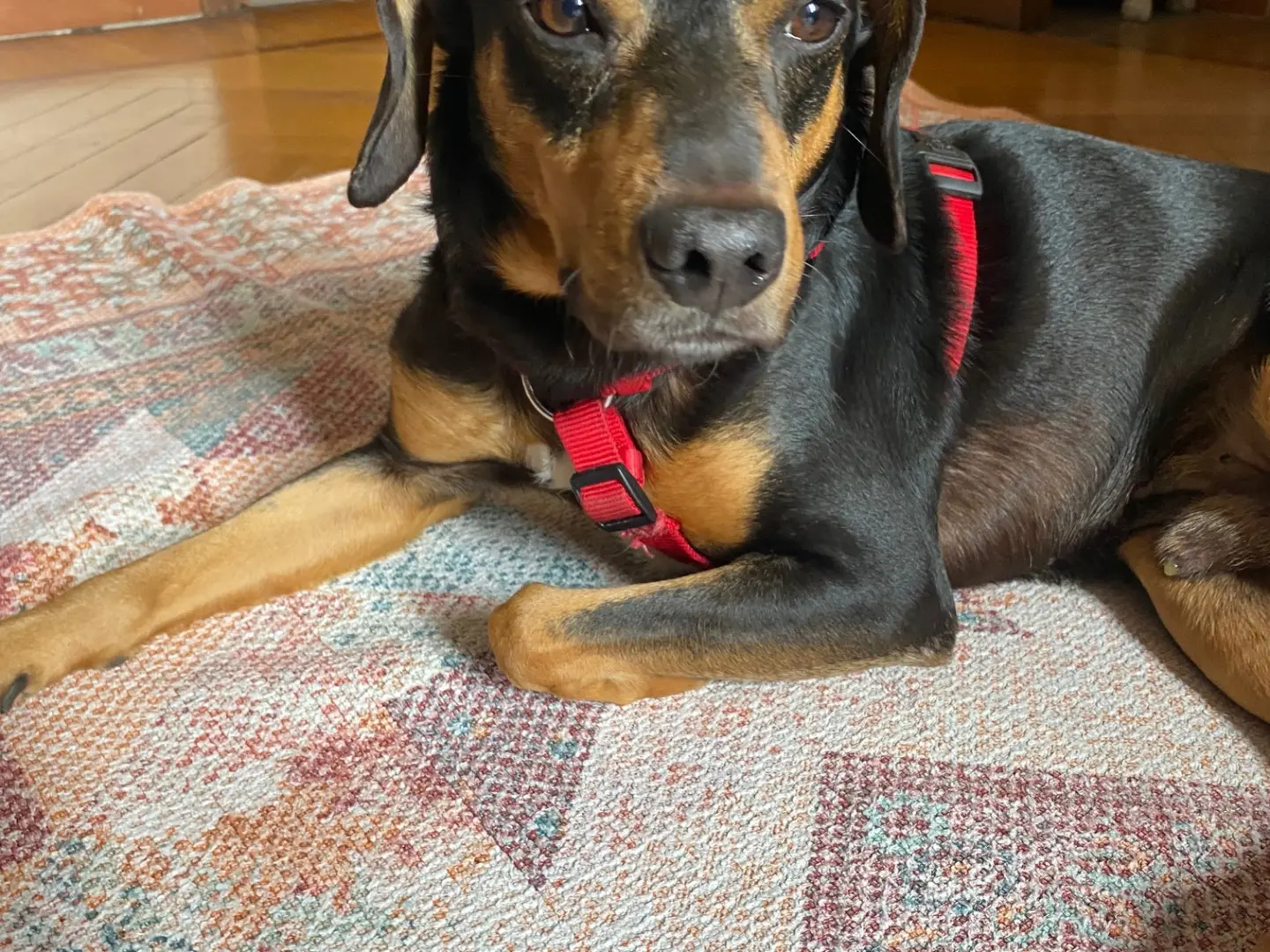 Adotta il cane Pierino a Lecco