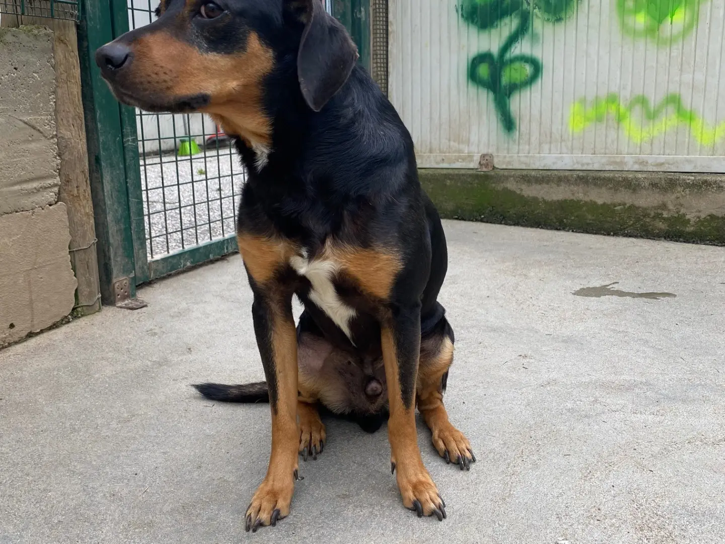 Adotta un cane, maschio, 8 anni e 8 mesi, Lecco